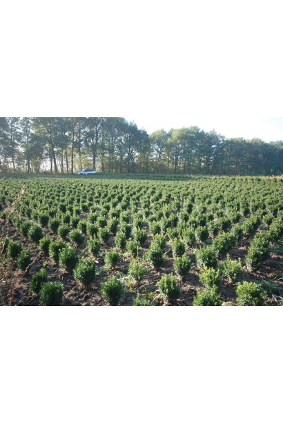 Самшит вічнозелений – декоративна рослина для бордюрів